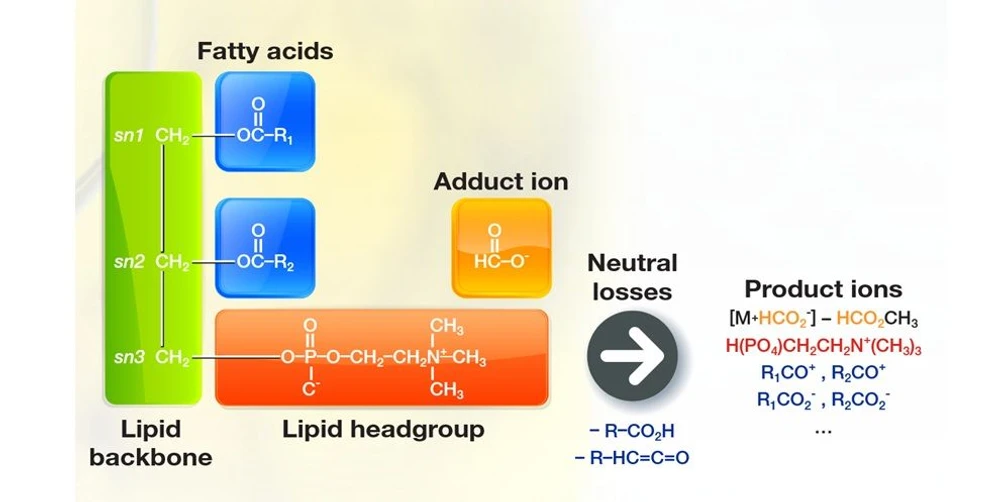 Thermo Scientific™ LipidSearch™ Software: Lipid fragment ions related to lipid headgroup, fatty acids, and backbone.