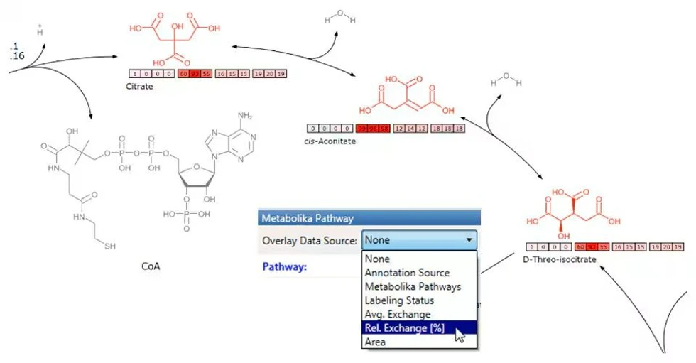 Thermo Scientific Metabolika module for easy pathway analysis: An example of Metabolika pathways analysis tool with flux analysis data included, showing qualitative flux analysis of exchange rates from a stable isotope labeling experiment.