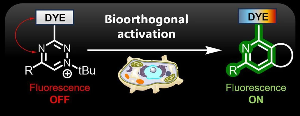 IOCB Prague: A new discovery from IOCB Prague makes it easier to see what is happening inside cells: The picture illustrates the overall fluorescence quenching effect of triazinium salts, which can be turned on through biocompatible reactions.