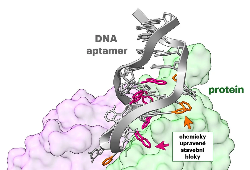 IOCHB Prague: New technology streamlines the development of aptamers, synthetic alternatives to antibodies: Chemically modified DNA aptamer bound to the target protein.