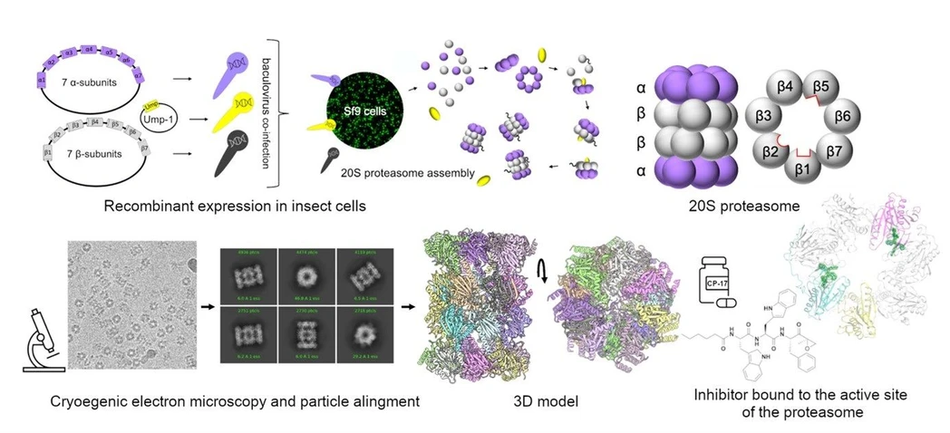 IOCB Prague: Dr. Evžen Bouřa, head of the Structural Membrane Biology group at IOCB Prague.