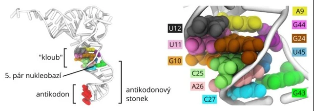 Computer simulations shed light on how unusual tRNAs change the rules of reading the genetic code