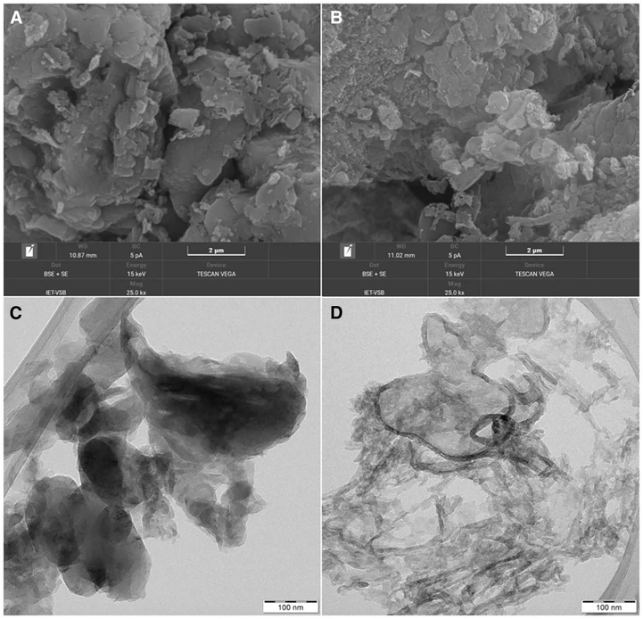 iScience. 2025 Oct 30;28(12):113899: Figure 1 - SEM (BSE+SE) micrographs of (A) Bulk and (B) TEX3 graphitic carbon nitride. TEM micrographs of (C) Bulk and (D) TEX3 graphitic carbon nitride. SEM analysis: the acceleration voltage was 30 keV. The samples were gold-sputtered before analysis to ensure adequate electron conductivity. TEM analysis: an accelerating voltage of 200 kV was applied. Ethanol dispersions were placed on copper grids with holey carbon films.