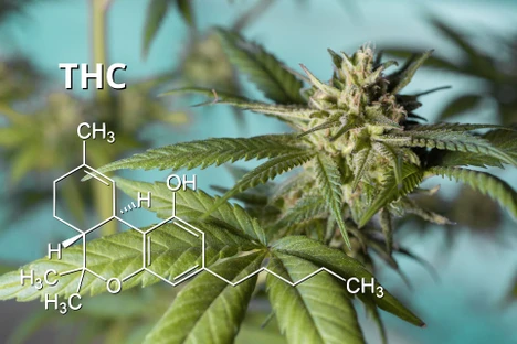 Accurate and Simple Quantification of THC and CBD in Beverages Containing Microemulsions